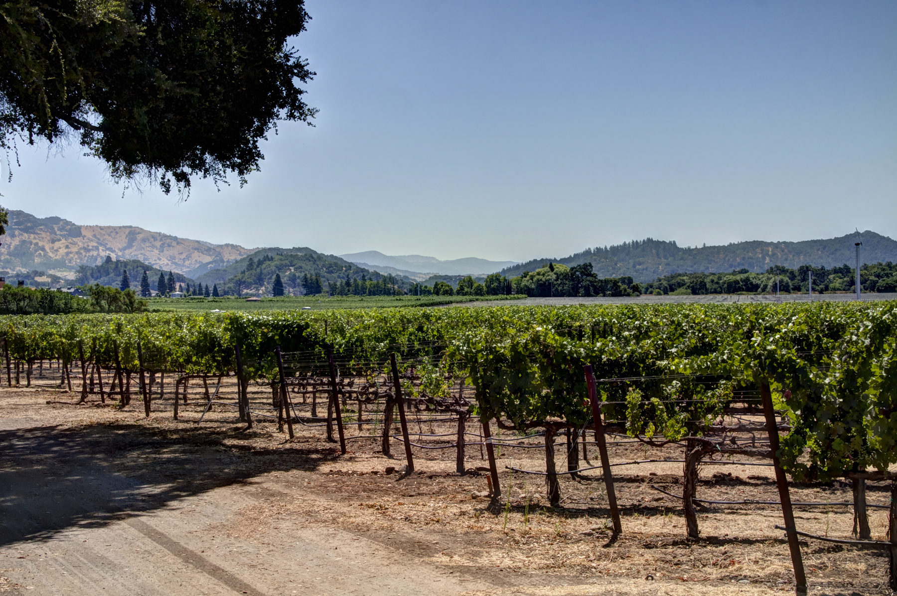 18 - _MG_0276adjust- StateLaneWolff