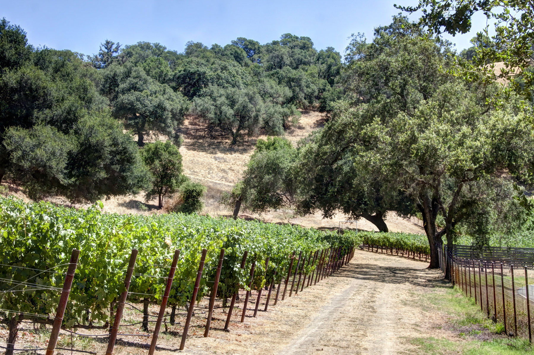 19 - _MG_0317adjust- StateLaneWolff