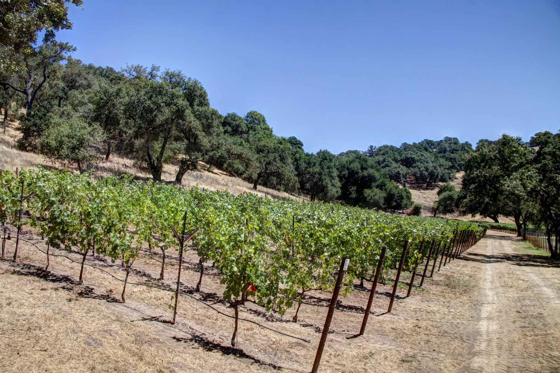 20 - _MG_0301adjust- StateLaneWolff