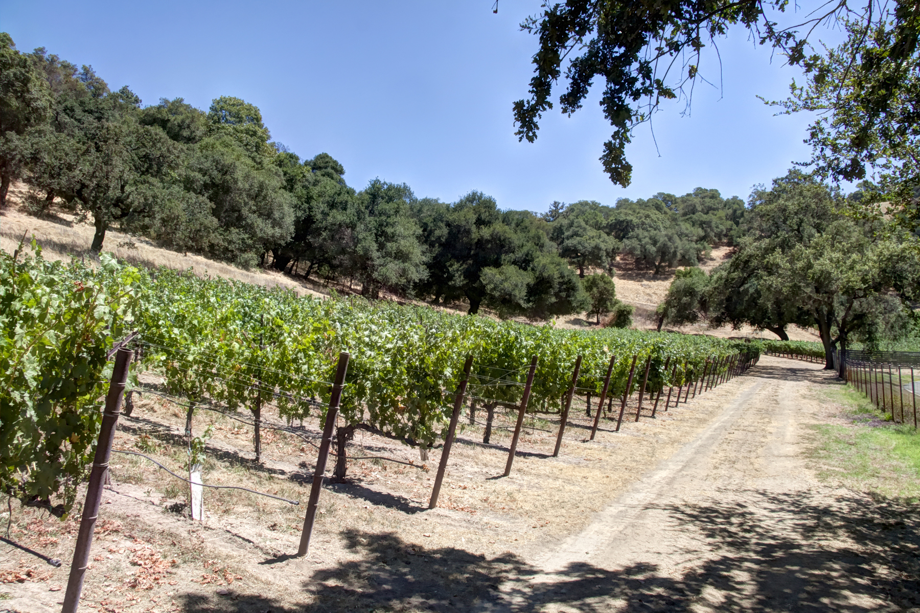 21 - _MG_0322adjust- StateLaneWolff