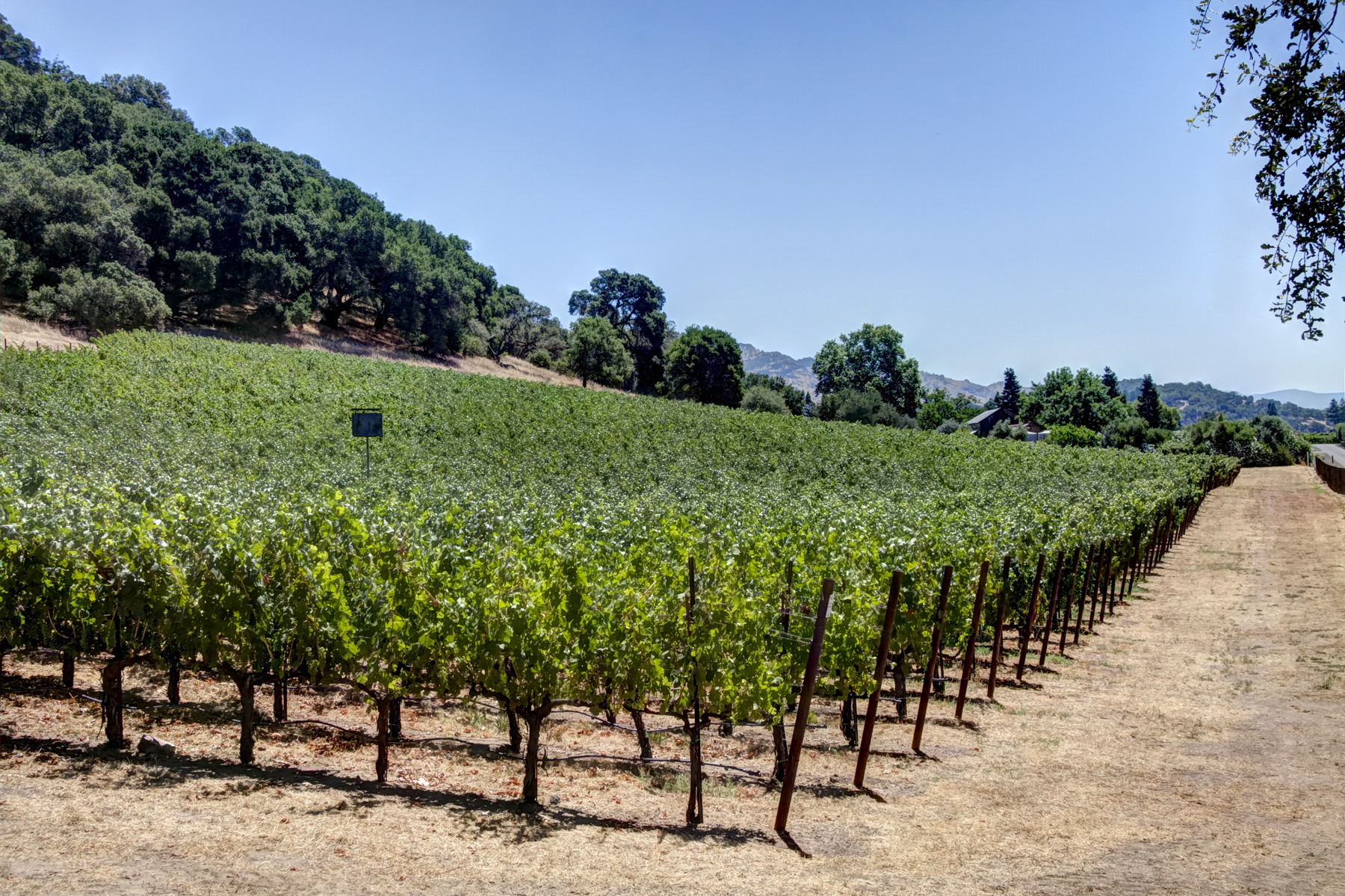 22 - _MG_0328adjust- StateLaneWolff