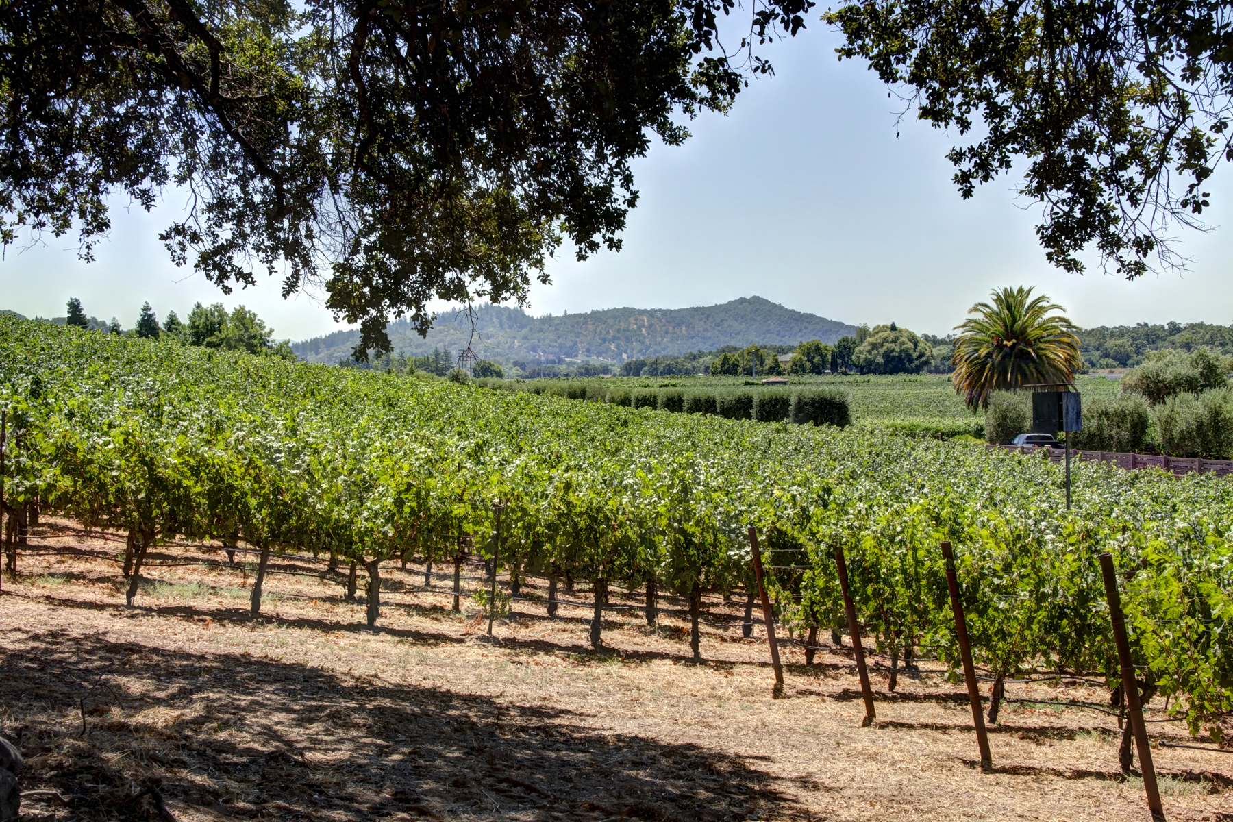 23 - _MG_0333adjust- StateLaneWolff