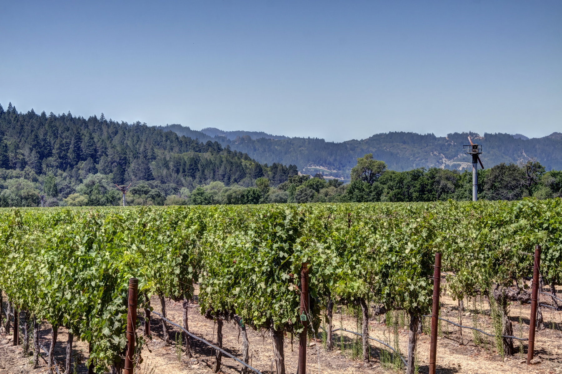 25 - _MG_0251adjust- StateLaneWolff