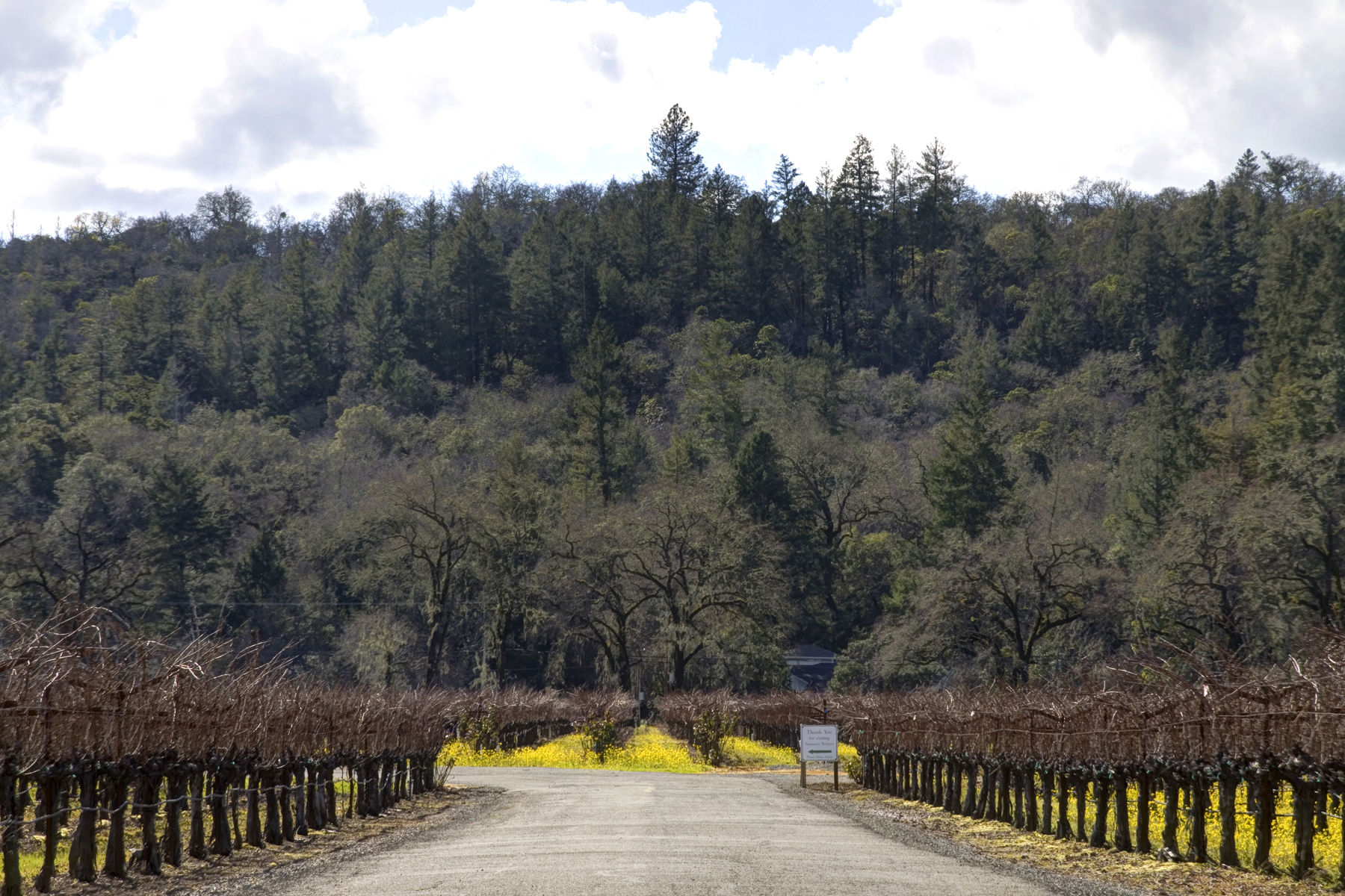 25 - _MG_0276adjust - SummersWinery