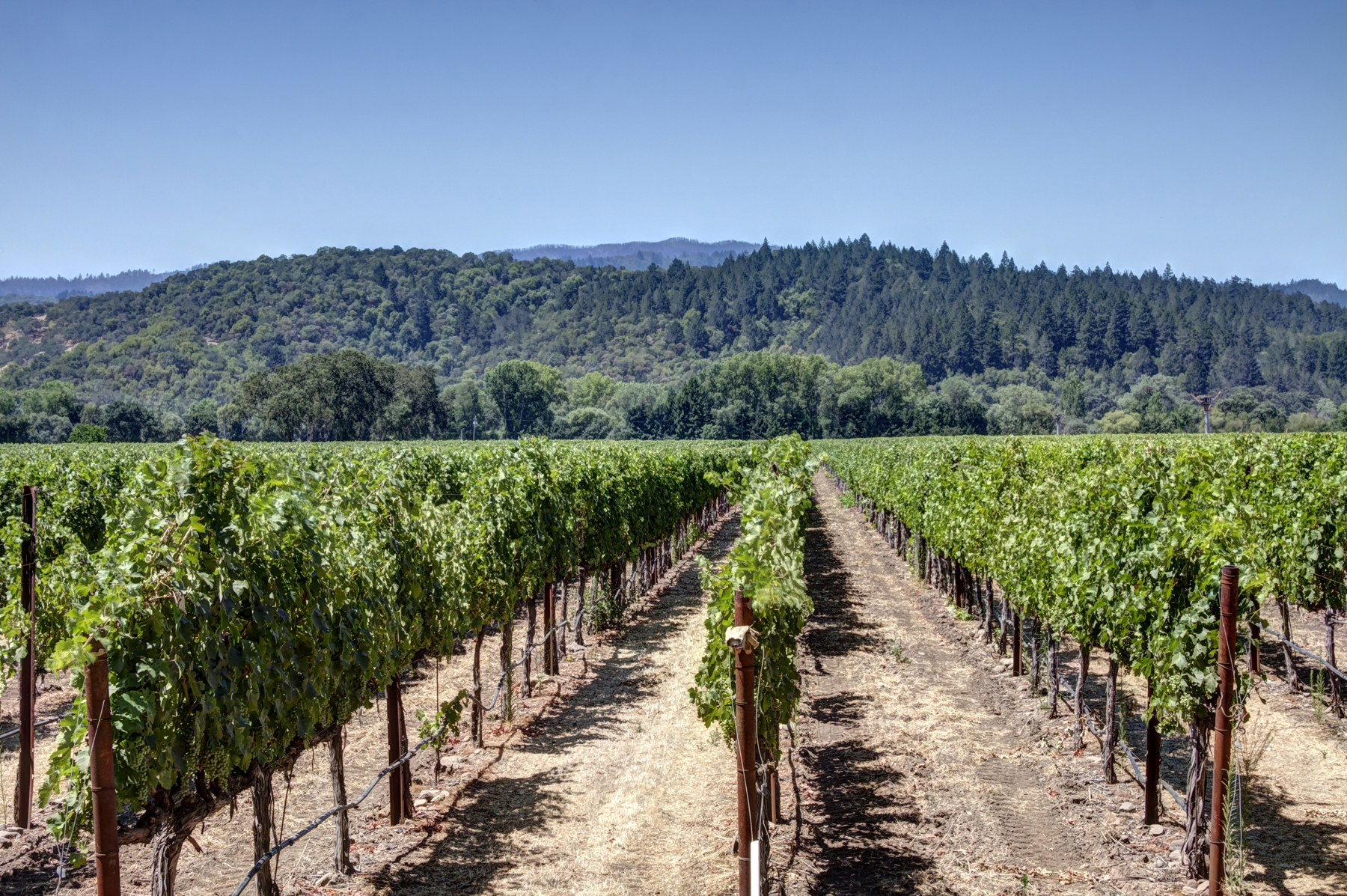 26 - _MG_0256adjust- StateLaneWolff