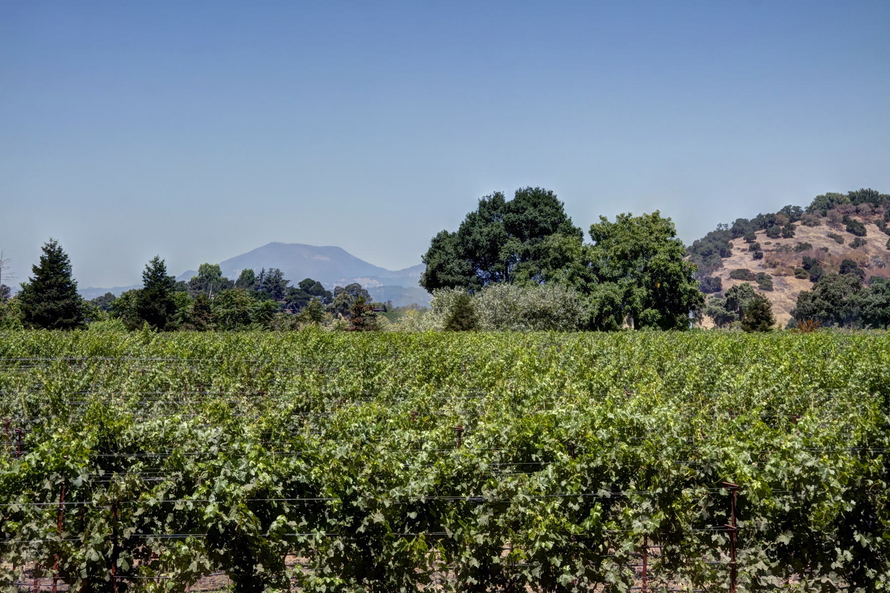 27 - _MG_0338adjust- StateLaneWolff