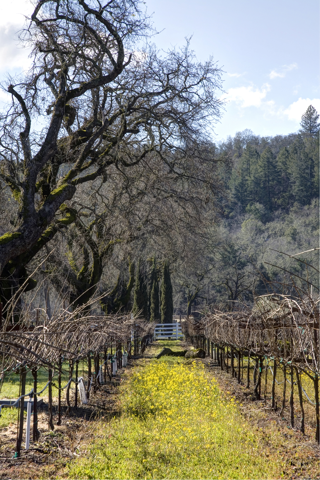 50 - _MG_0148adjust smaller - SummersWinery