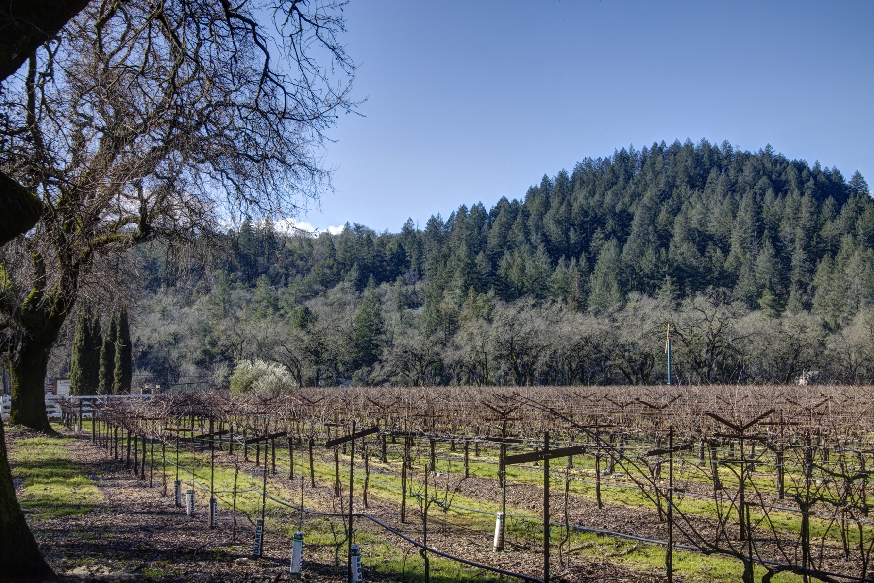 59 - _MG_0113adjust - SummersWinery