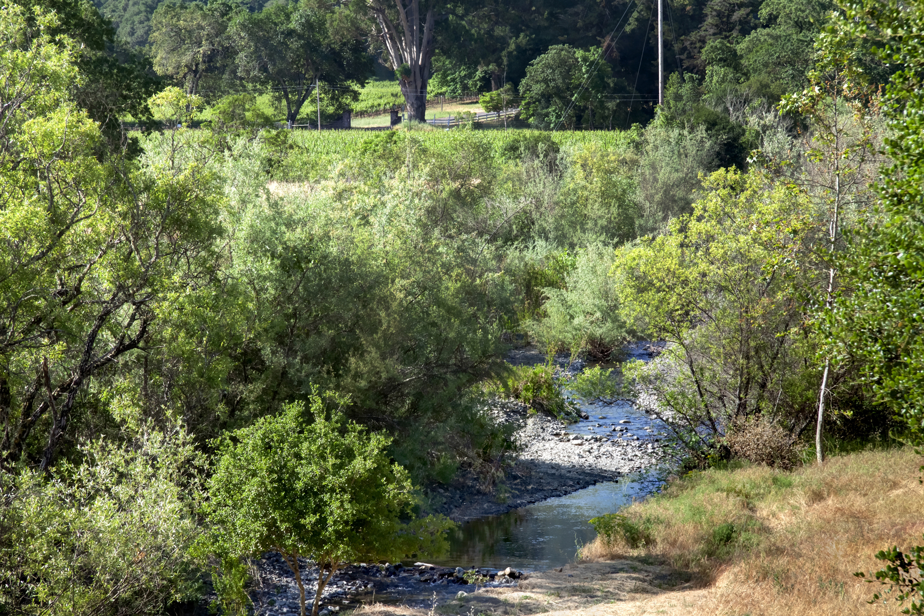 25 _MG_5324adjust- 2705SpringStreet