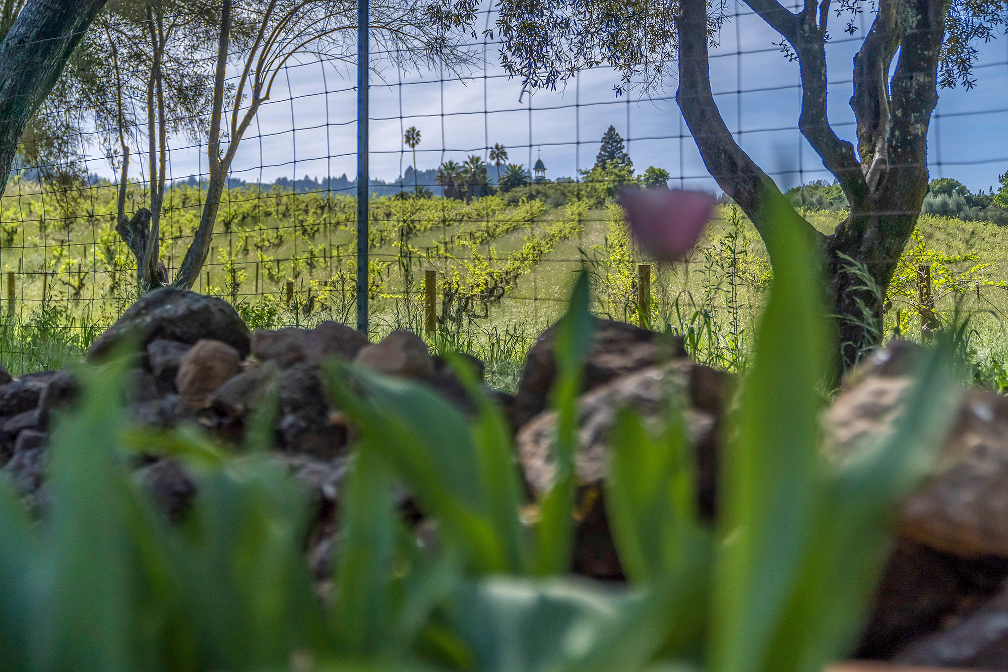 29 _DSC6814 - 2325 Spring Mountain Road