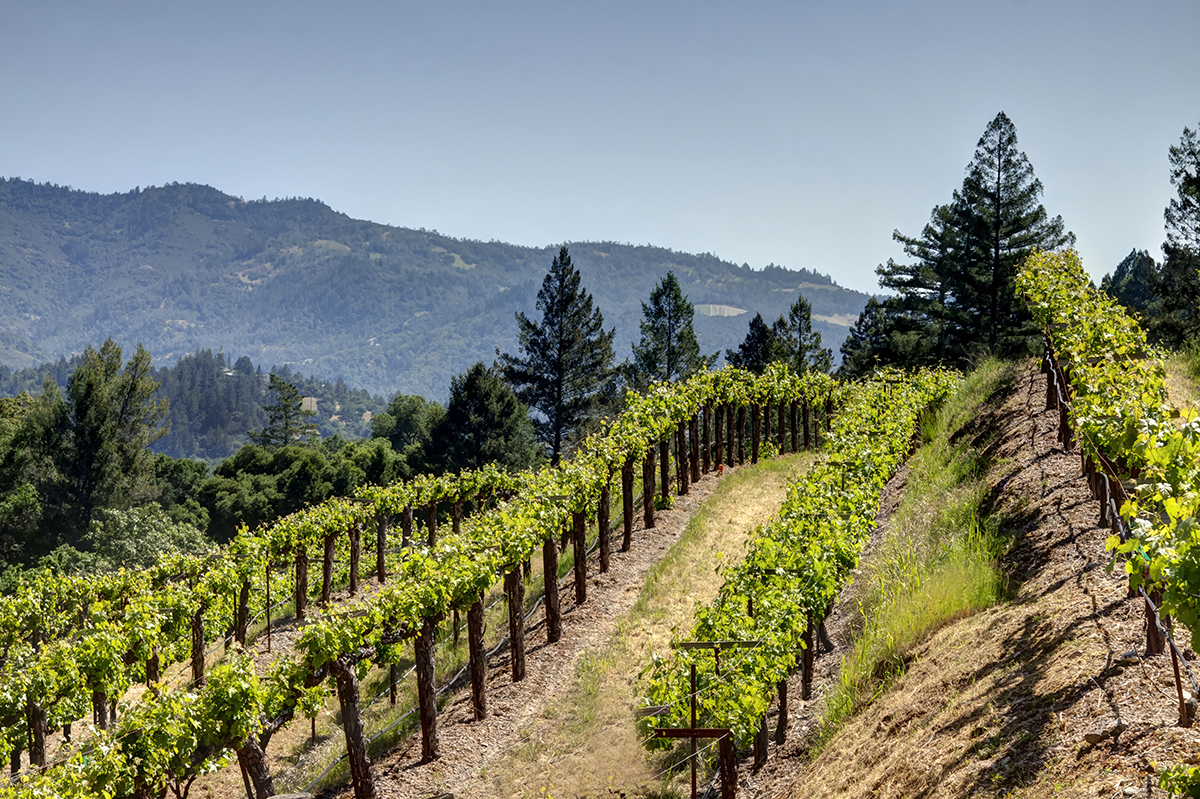 37 - _MG_4643adjust- 1395DiamondMountain