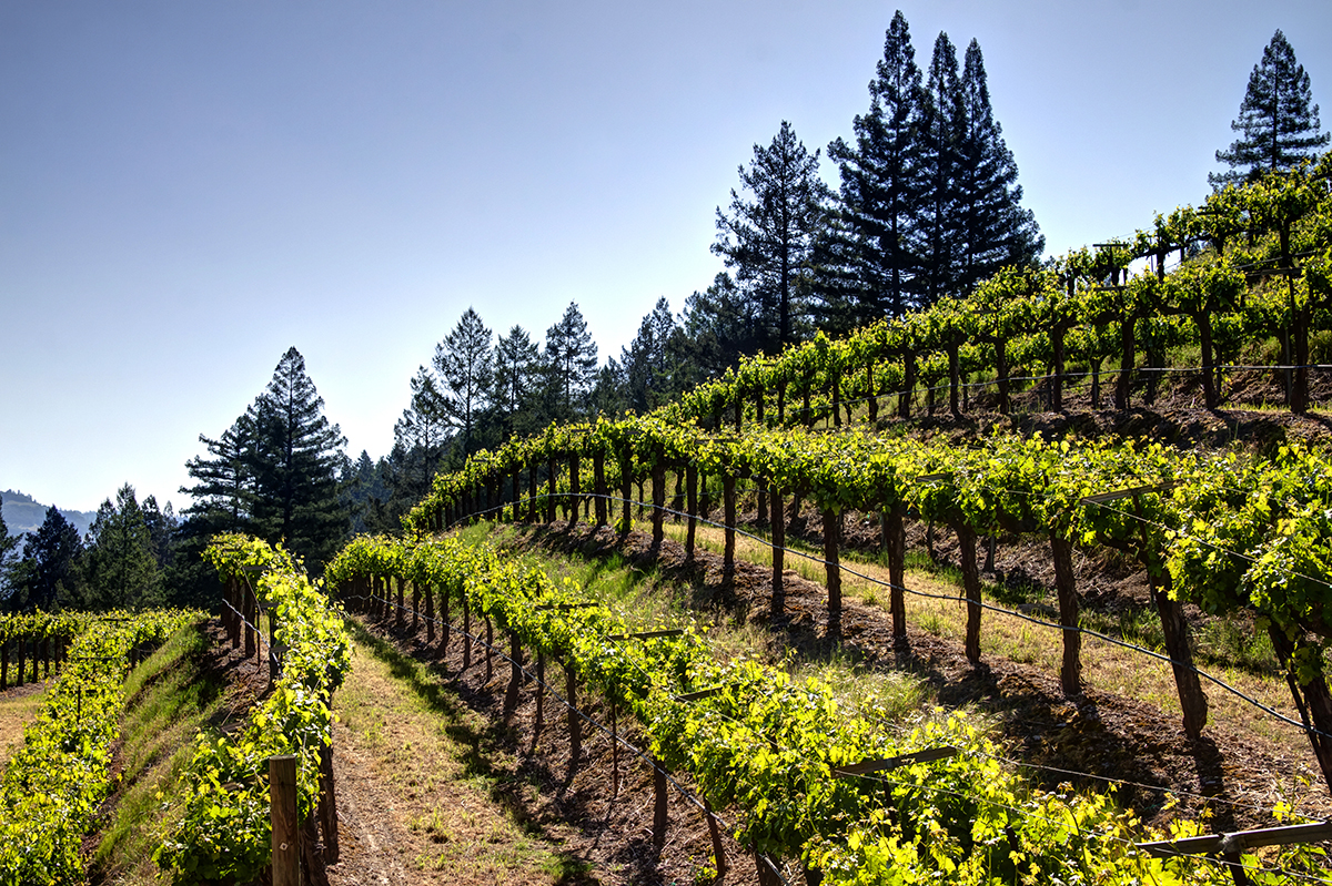 39 - _MG_4548adjust- 1395DiamondMountain