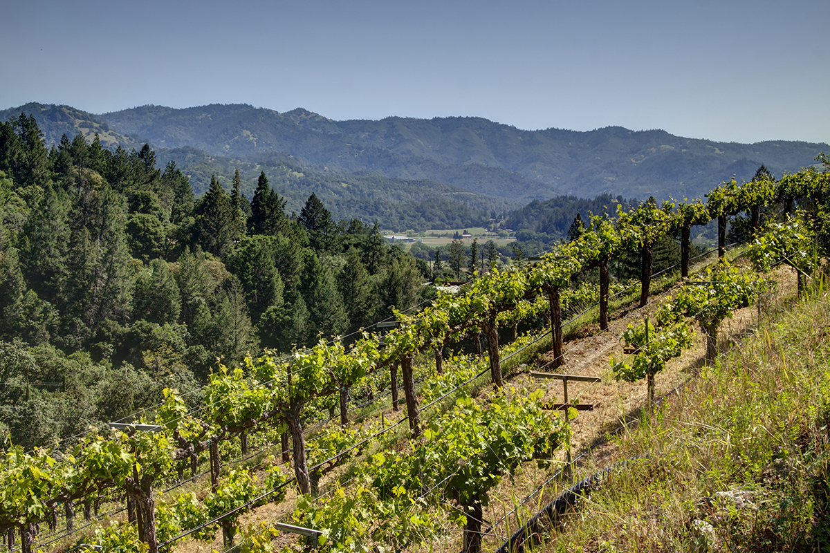 47 - _MG_4608adjust- 1395DiamondMountain