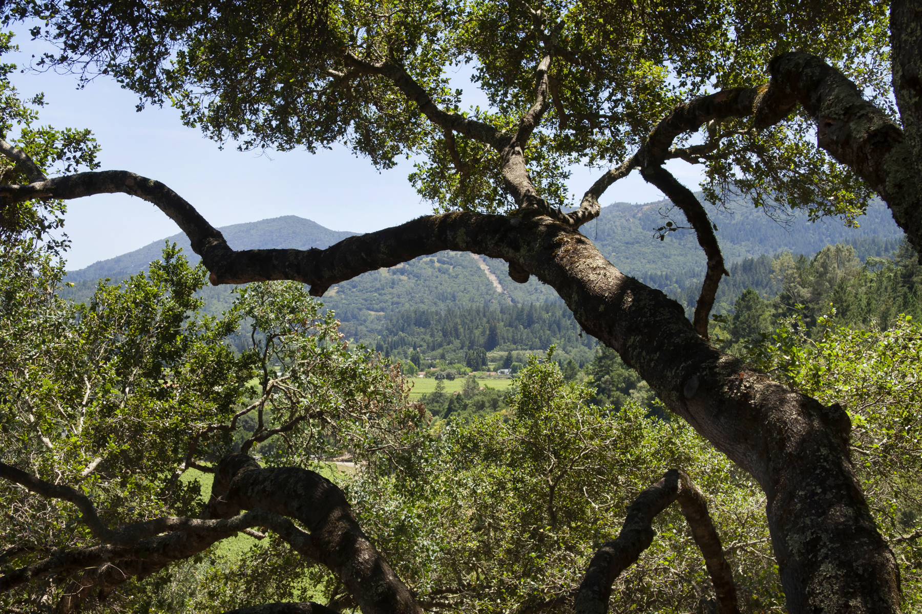 04 _MG_7282adjust- 2486SpringMountainRoad