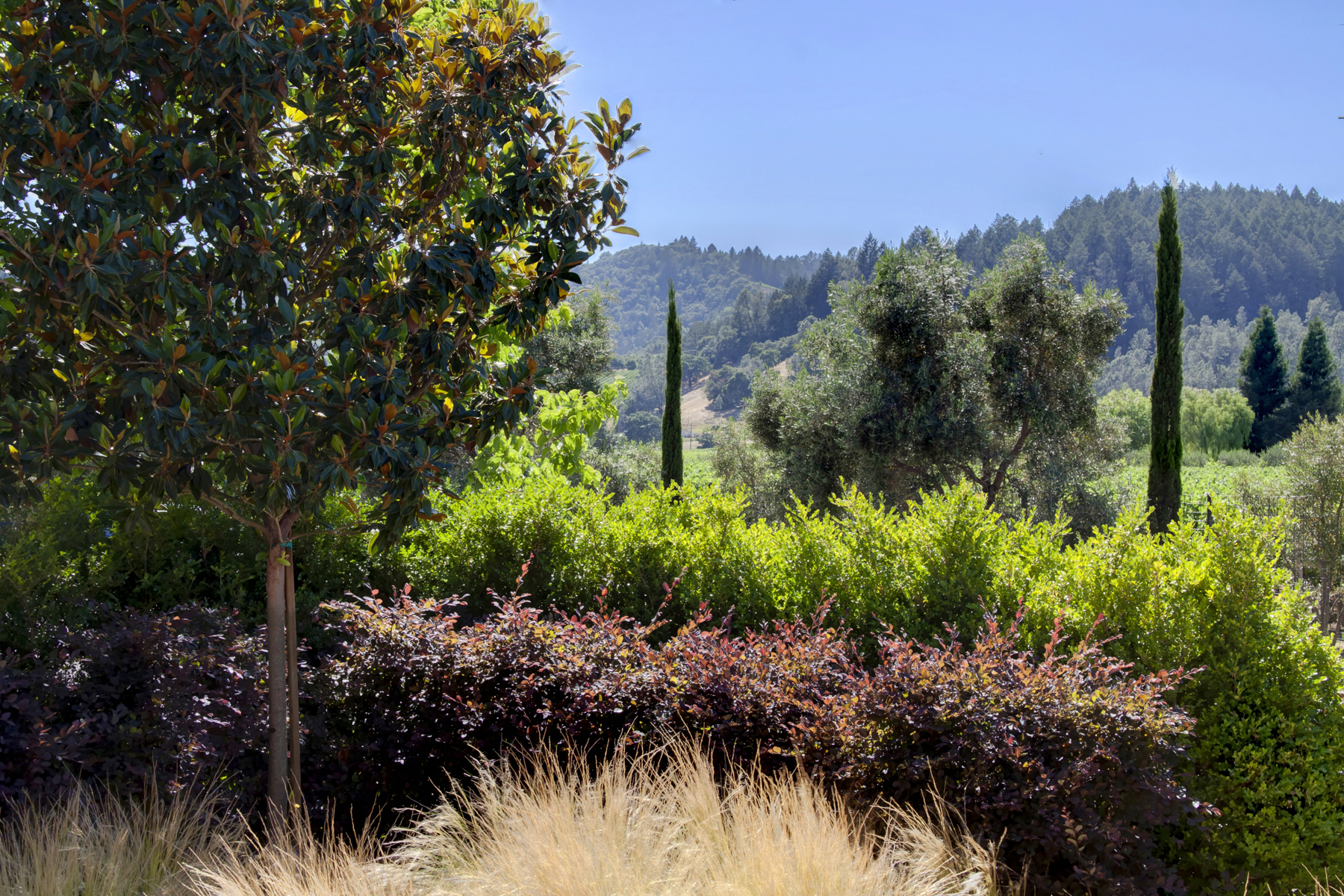 02 _MG_7568adjustEDIT1859_MADRONA