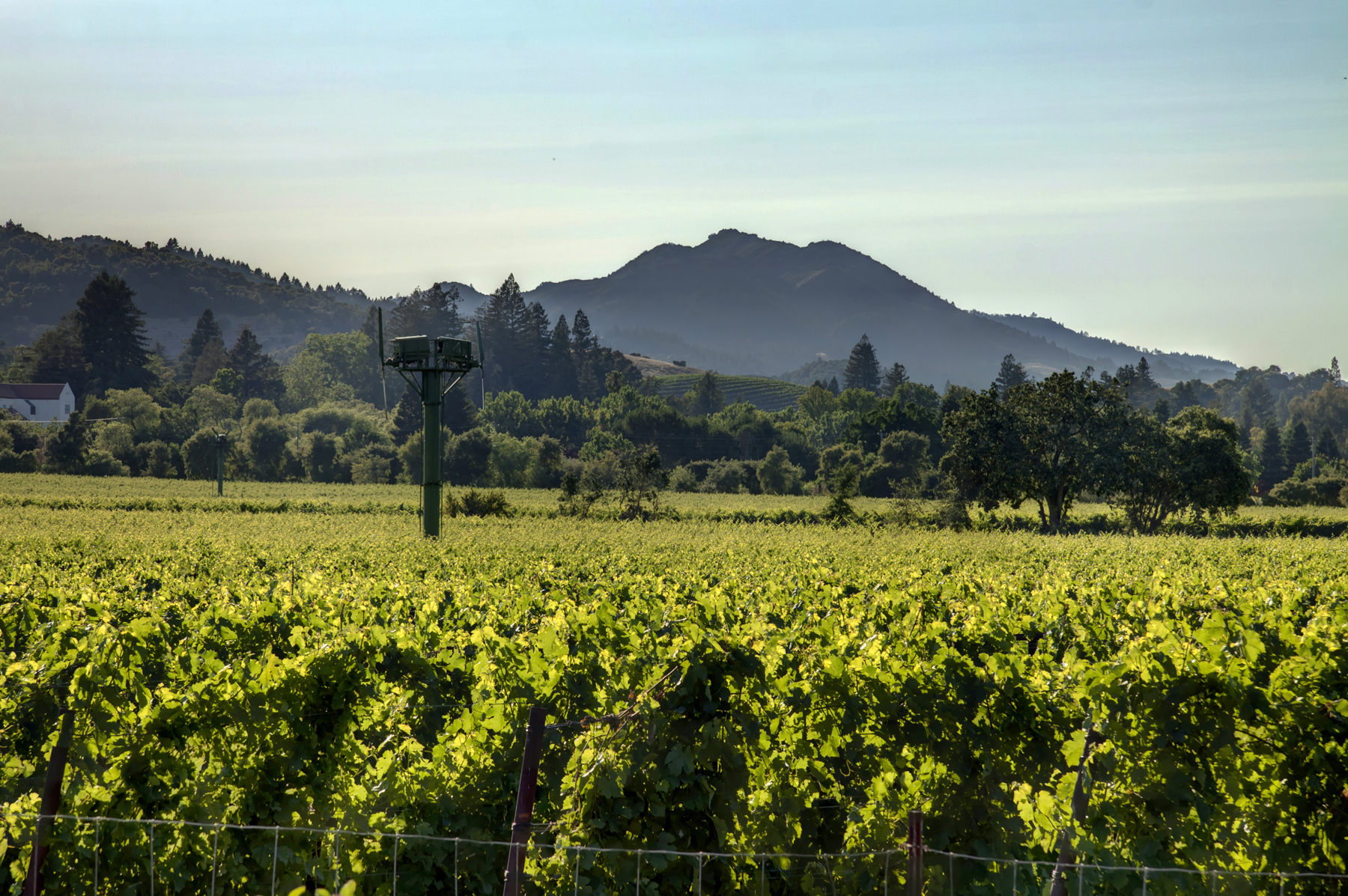 03 _MG_7788adjust6155_SOLANO