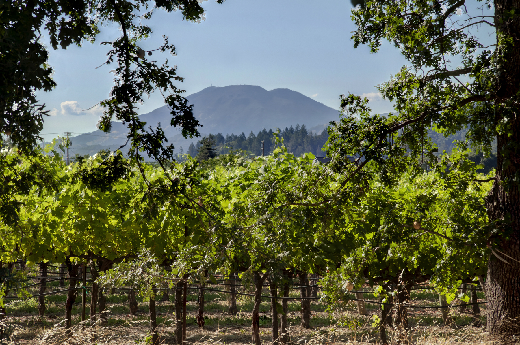 09 _MG_7650adjust825 FULTON LANE