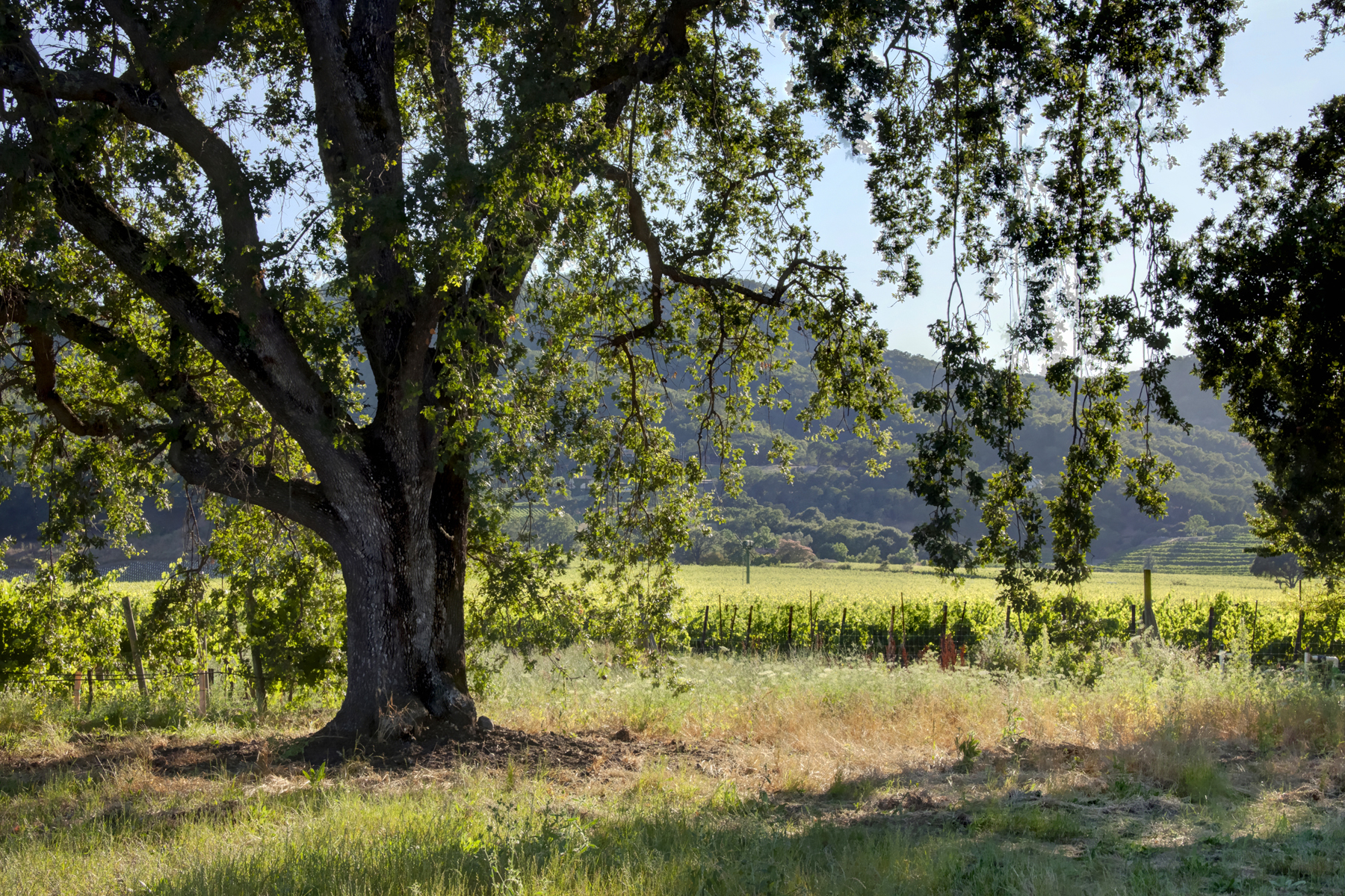 22 _MG_7828adjust6155_SOLANO