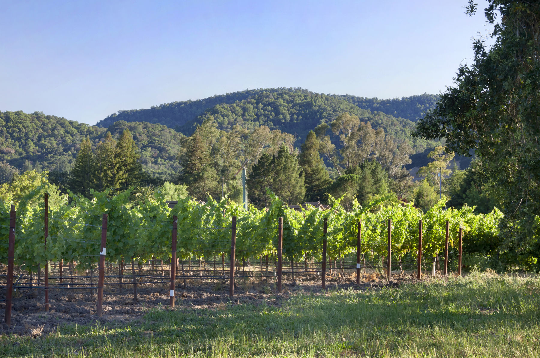 23 _MG_7833adjust copy6155_SOLANO