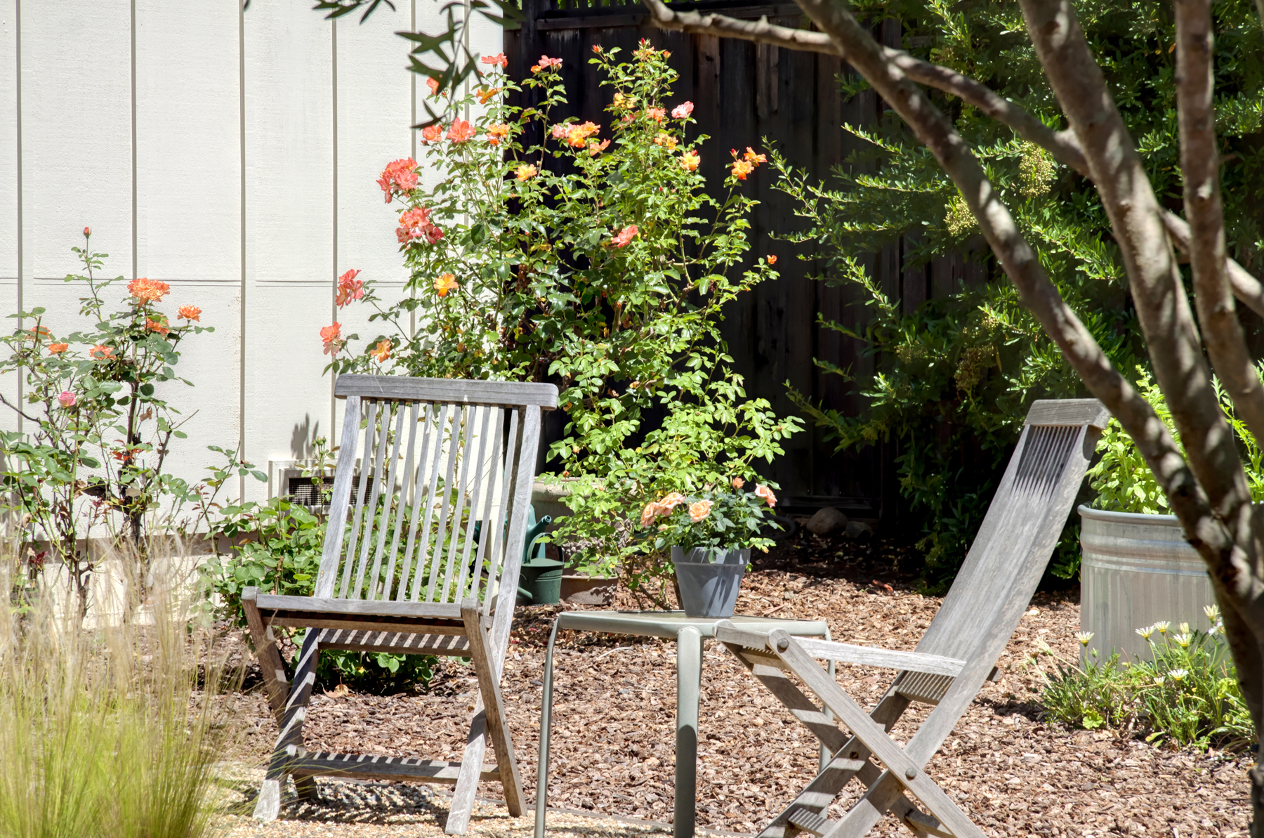 34 _MG_7548adjust1859_MADRONA