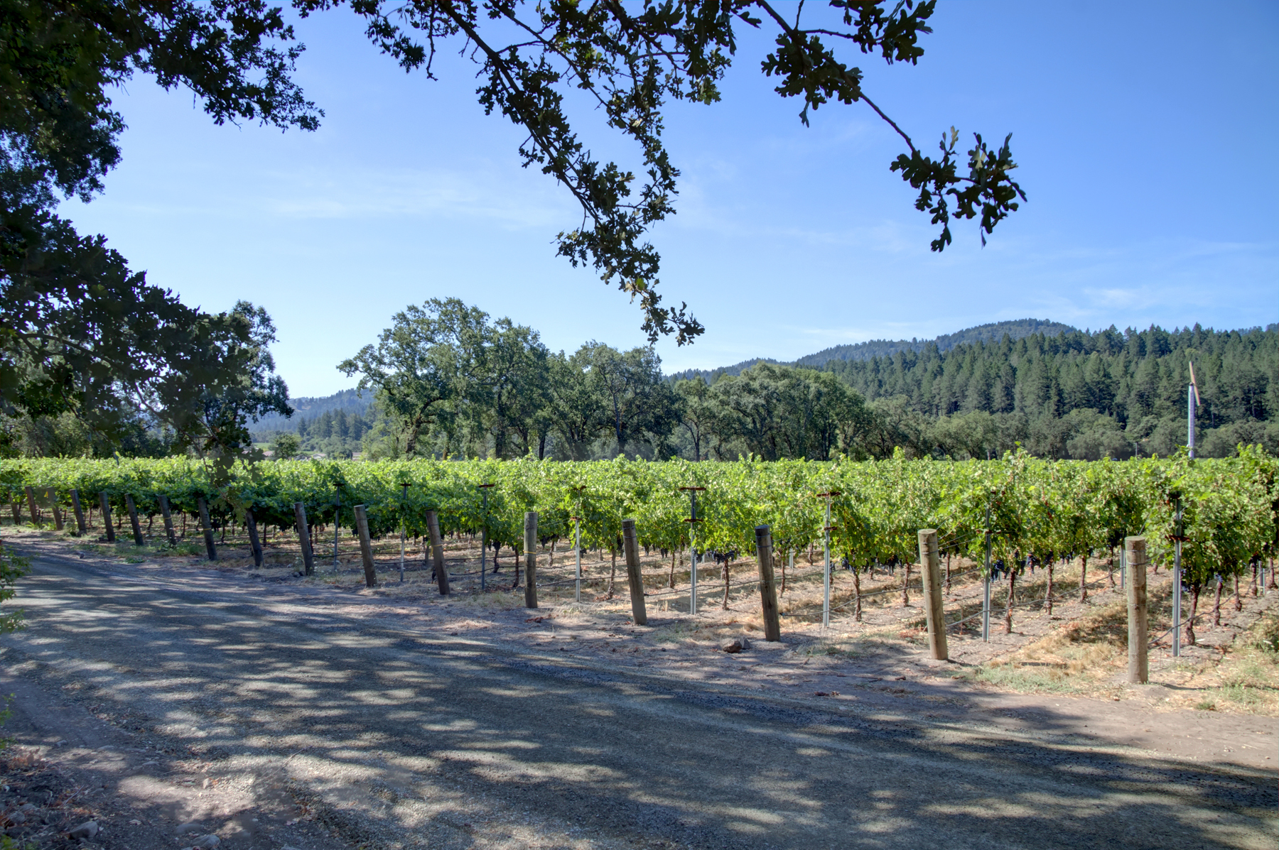 37 - _MG_8383adjust- 1110BaleLane