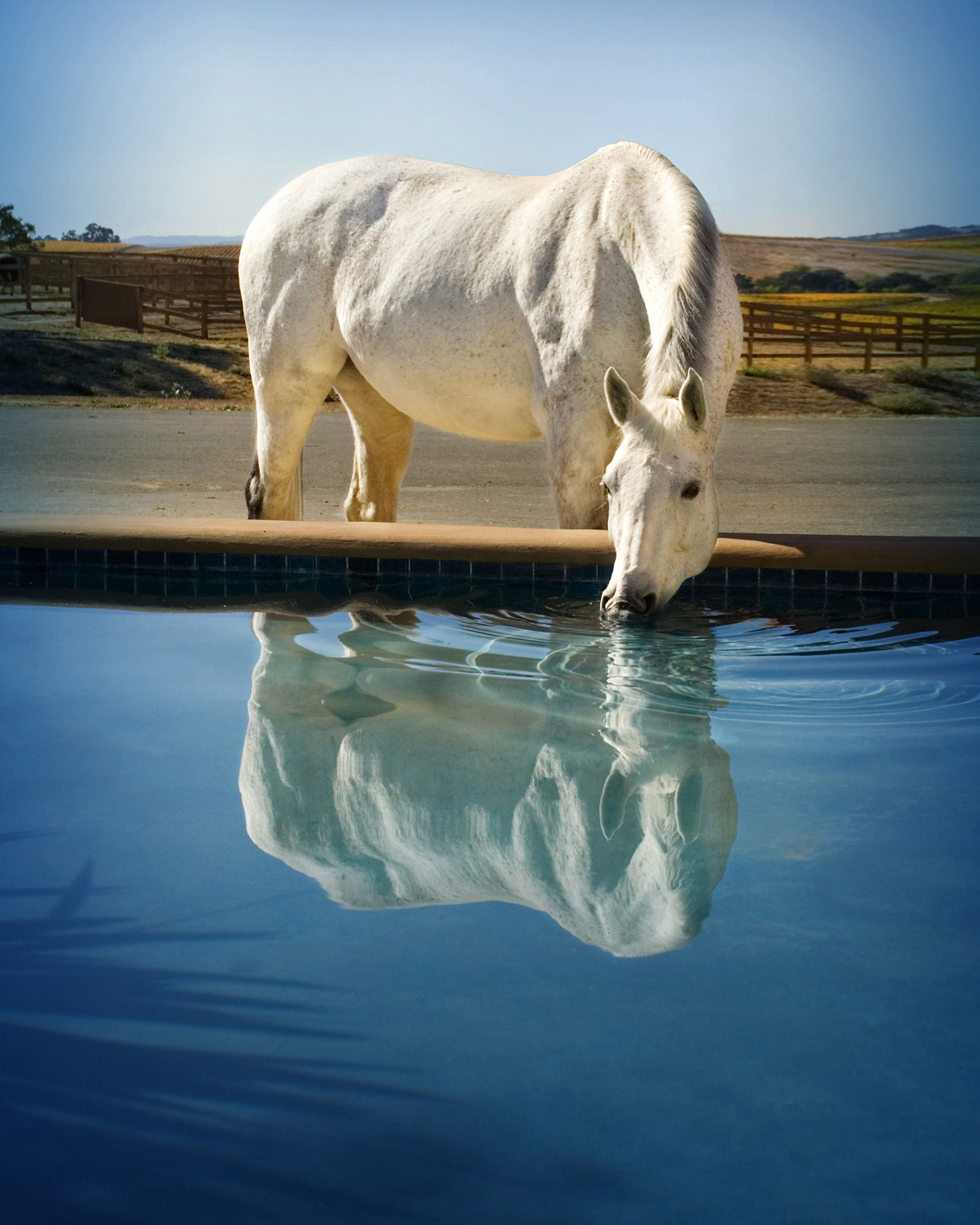 E20 6TOYON-1369 - SMALLER