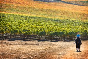 Z01 6TOYON-1600