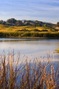 Toyon Farm Pond