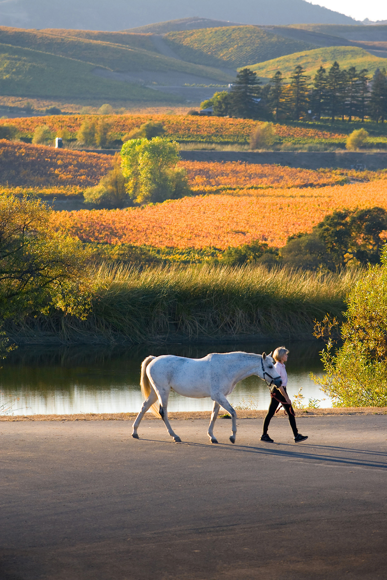 Z04 6TOYON-1976 - SMALLER