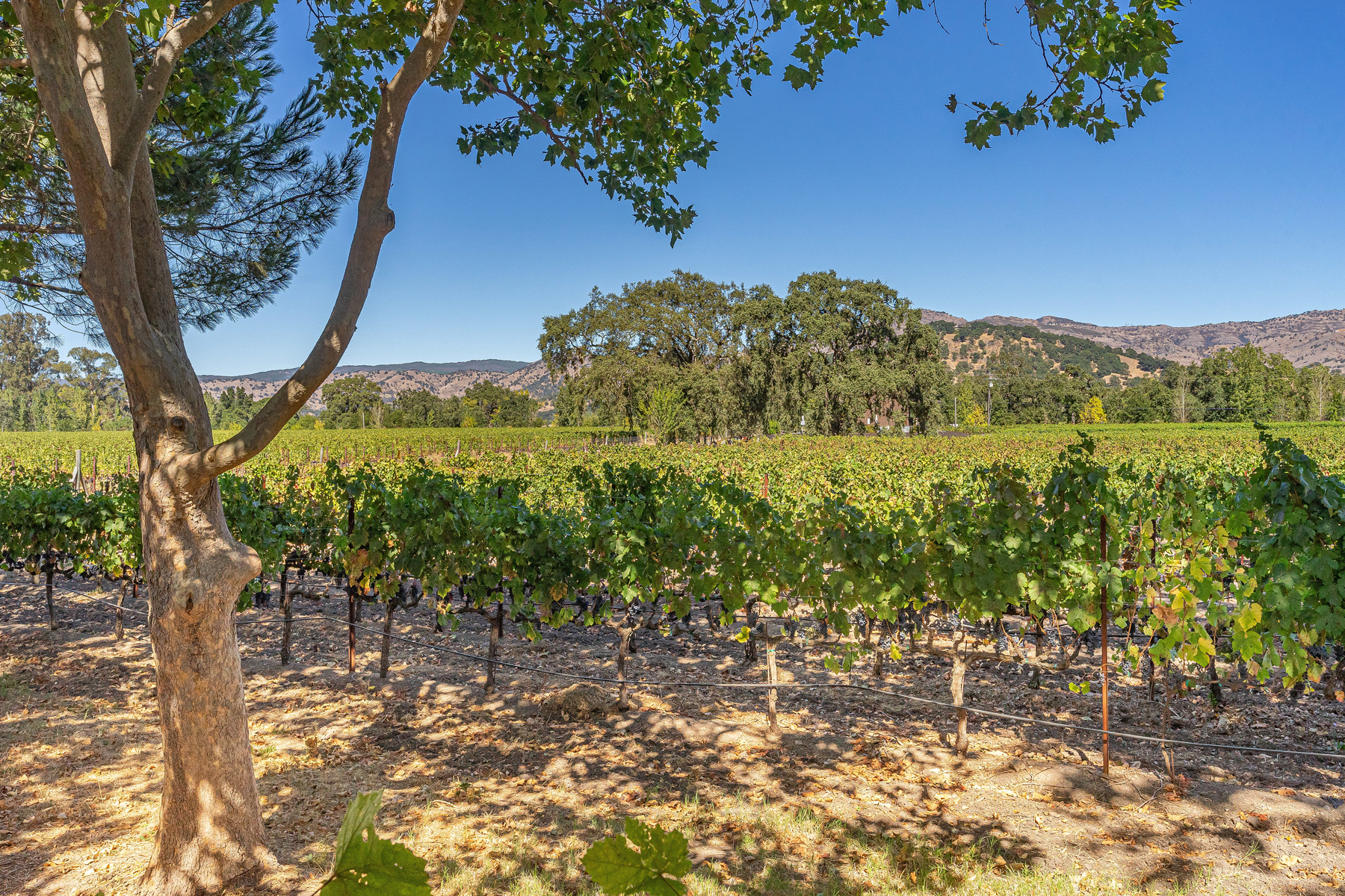 14 _DSC6041- 2030HoffmanLane