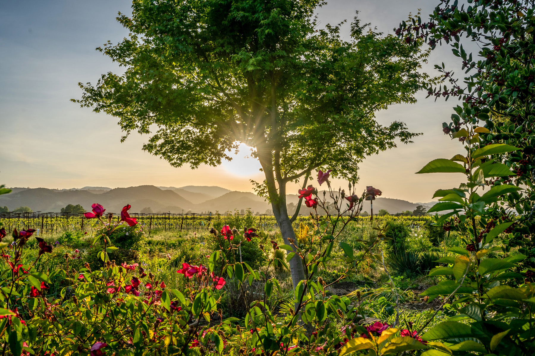 14 - DSC02391- 5075BigRanchRoad