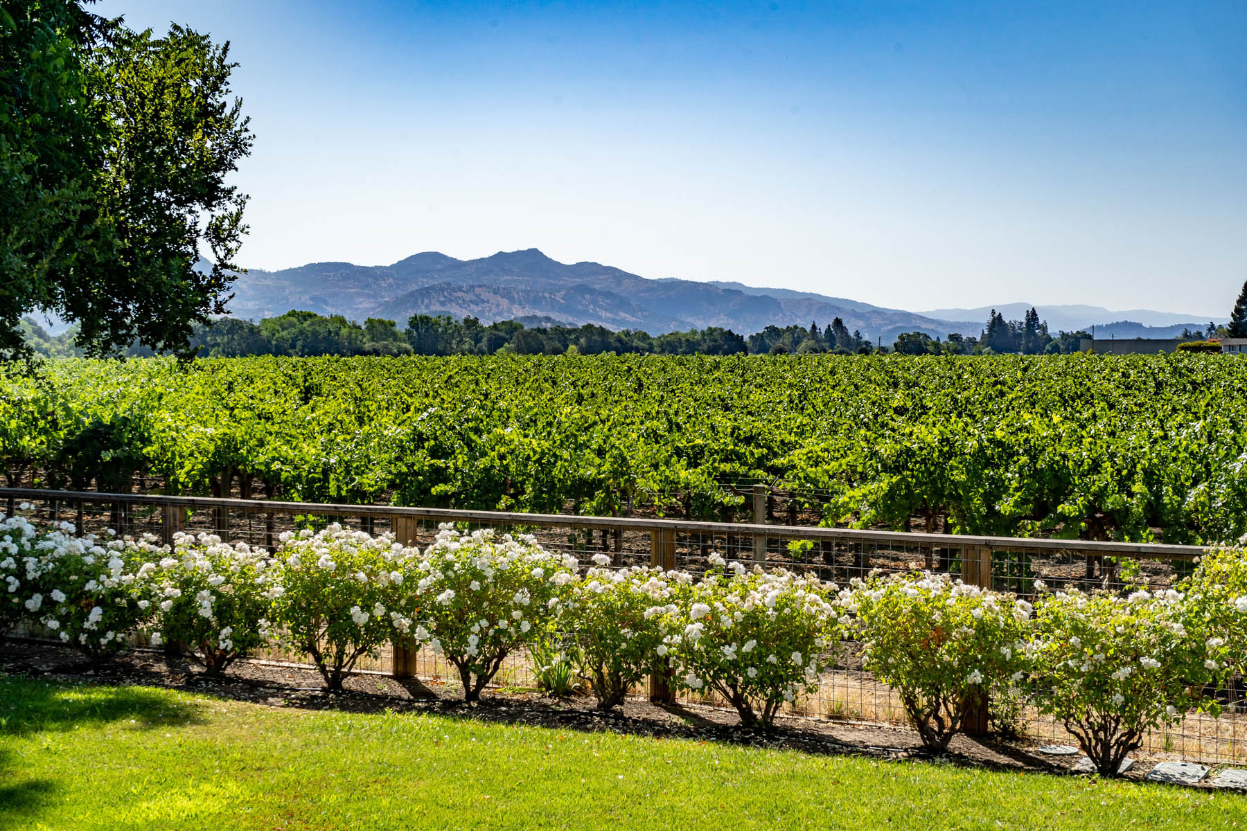 A03 - DSC03194- 1135RutherfordRoad