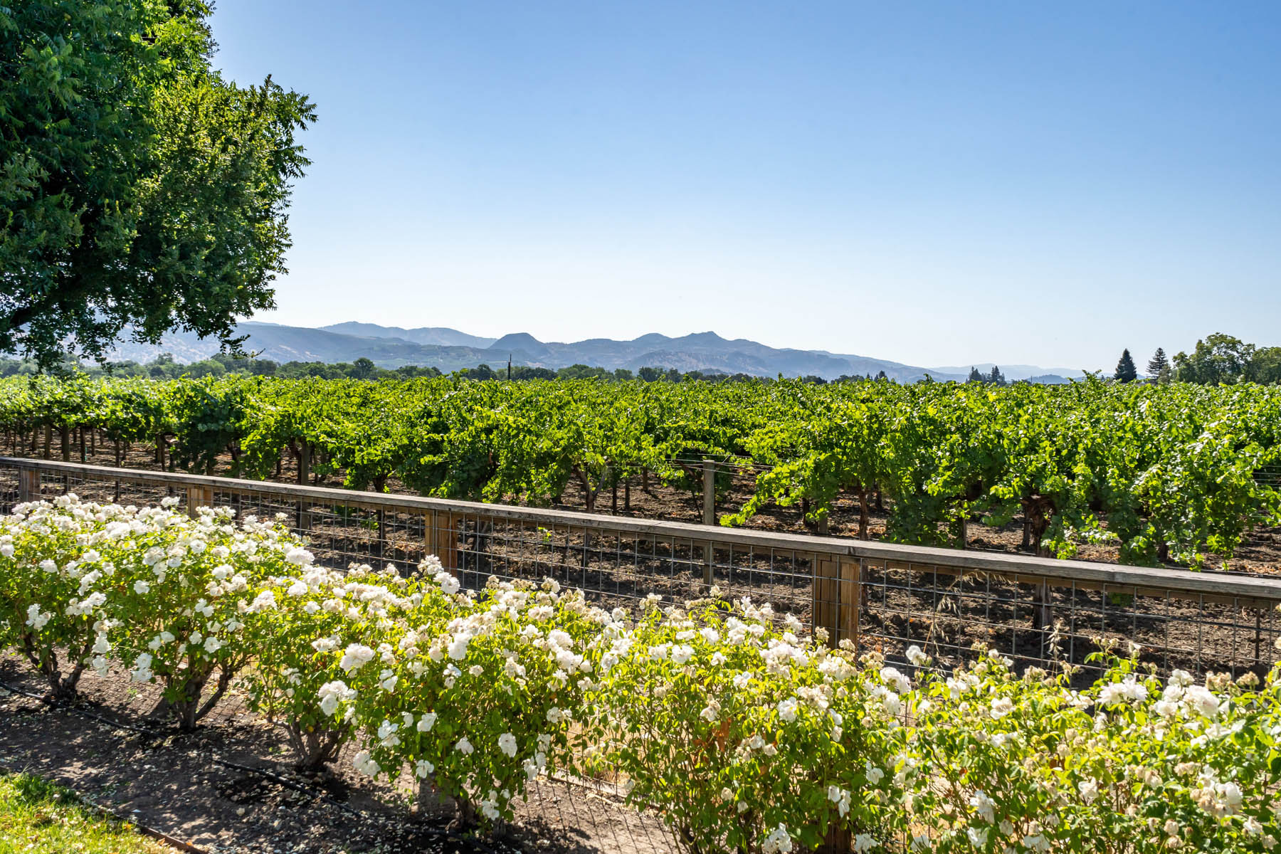 C06 - DSC03193- 1135RutherfordRoad