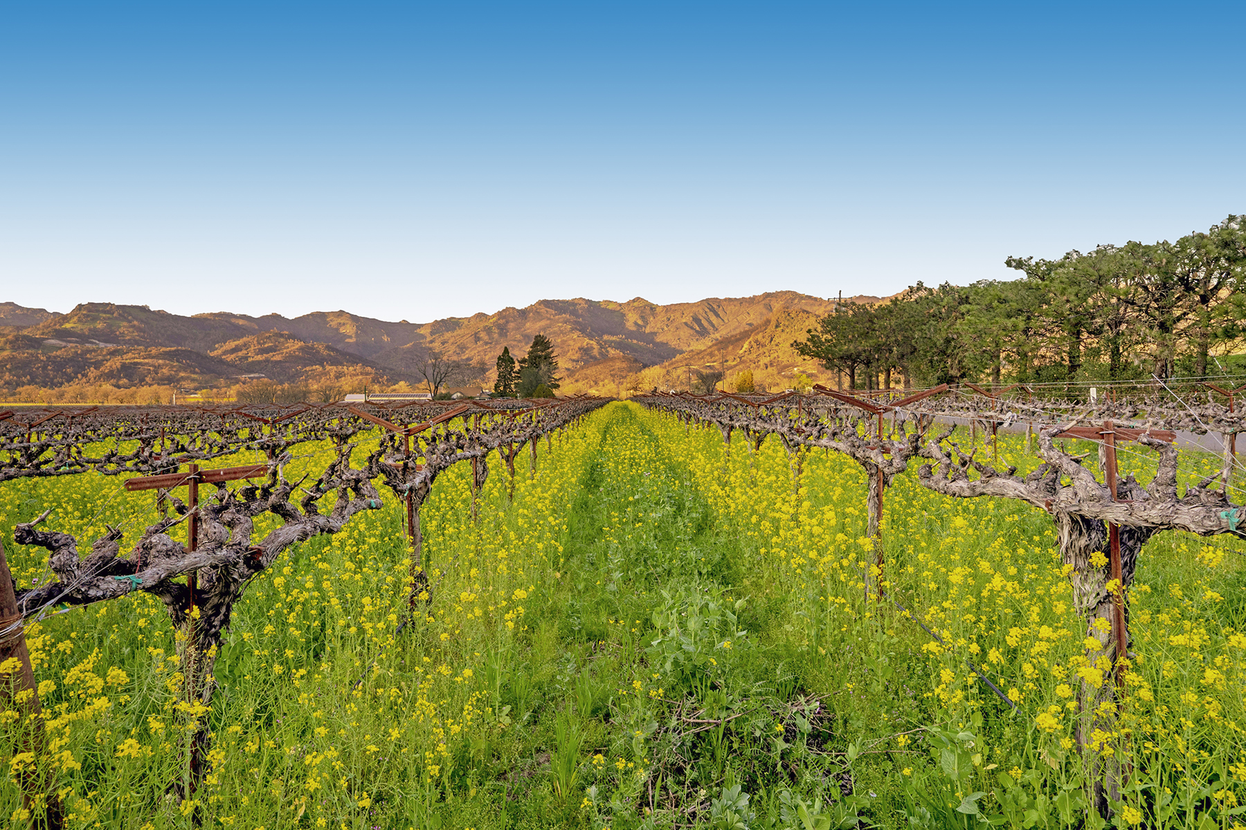 11 - DSC00585_EDITED_Enhancer3