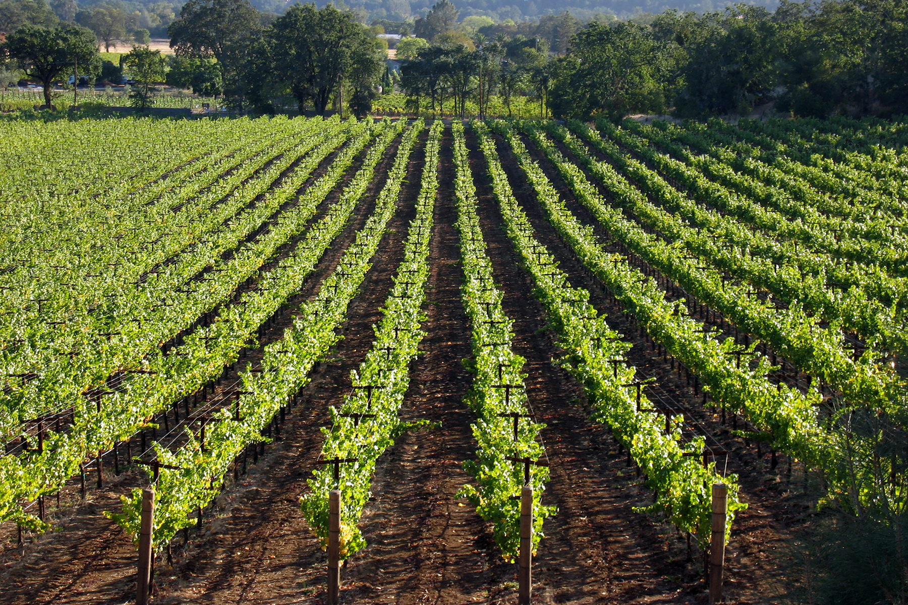 04- Vineyard Rows 2