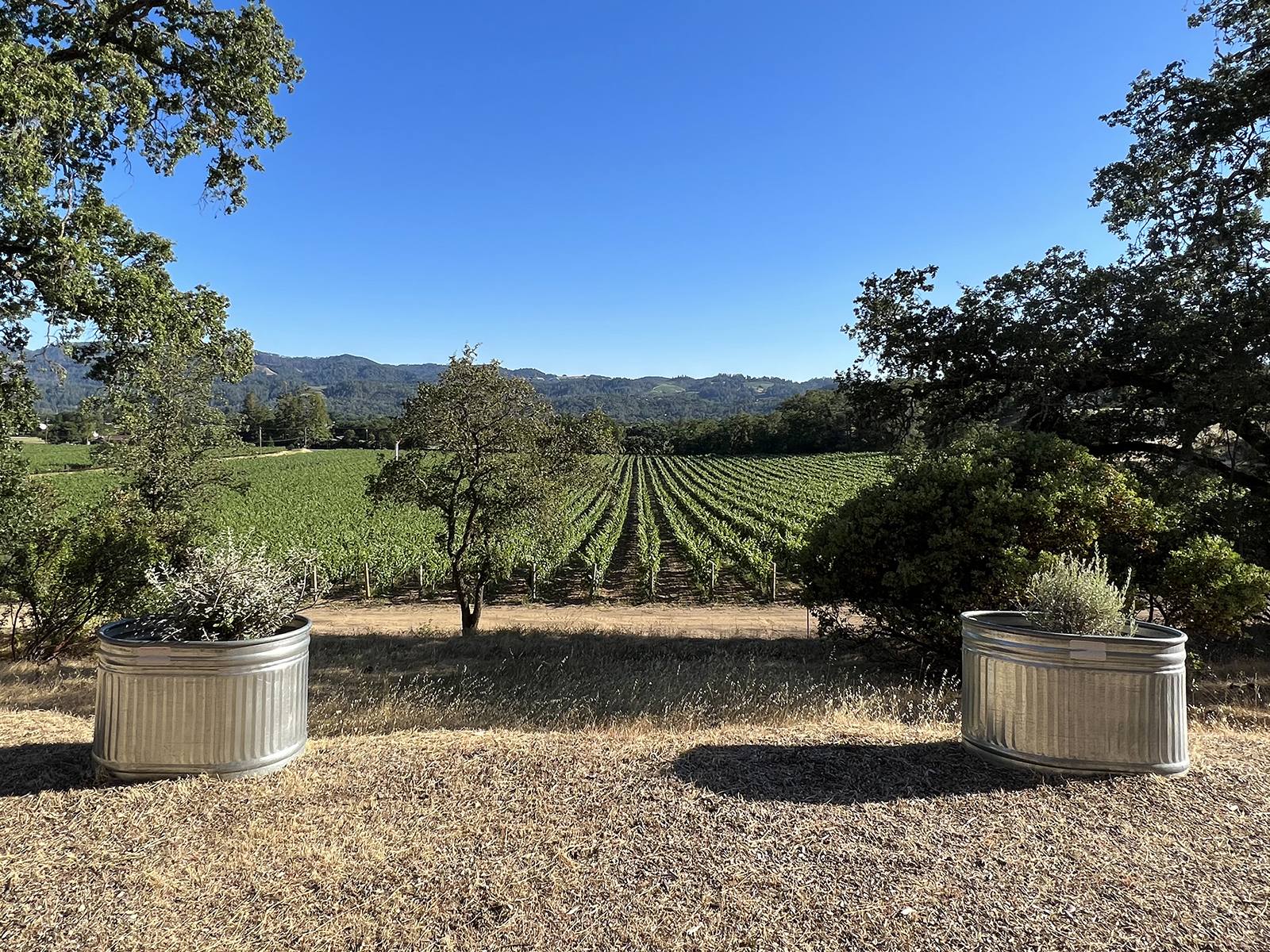 04A - Vineyard from amphitheatre