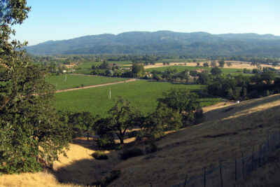 07 - Vineyard looking S