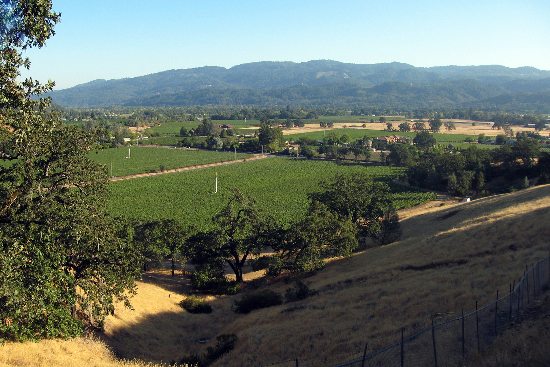 07 - Vineyard looking S