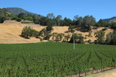 10 - Vineyard with MSH 2