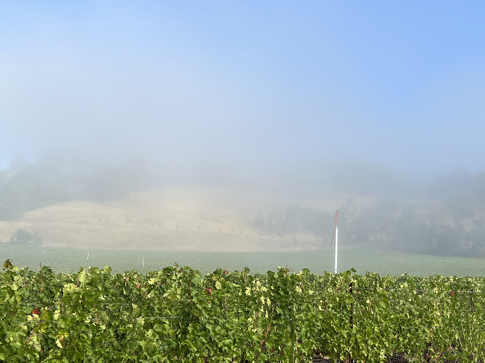 11 - Foggy Morning 3