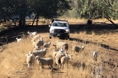 16 - Sheep on dam 2
