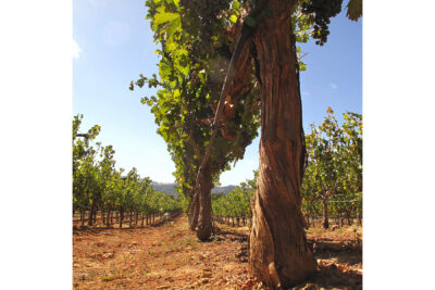 17 - Vine 1_Cropped