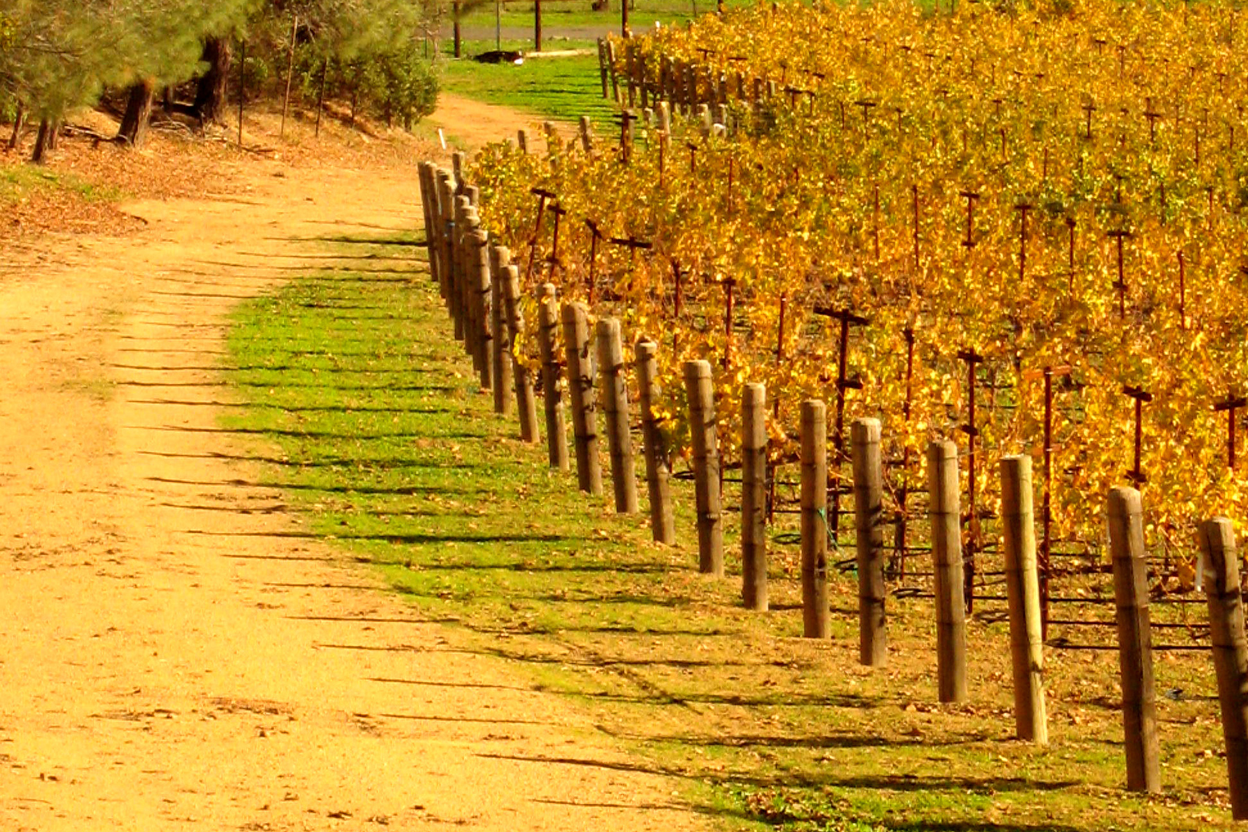 20 - The Avenue - Fall Yellow