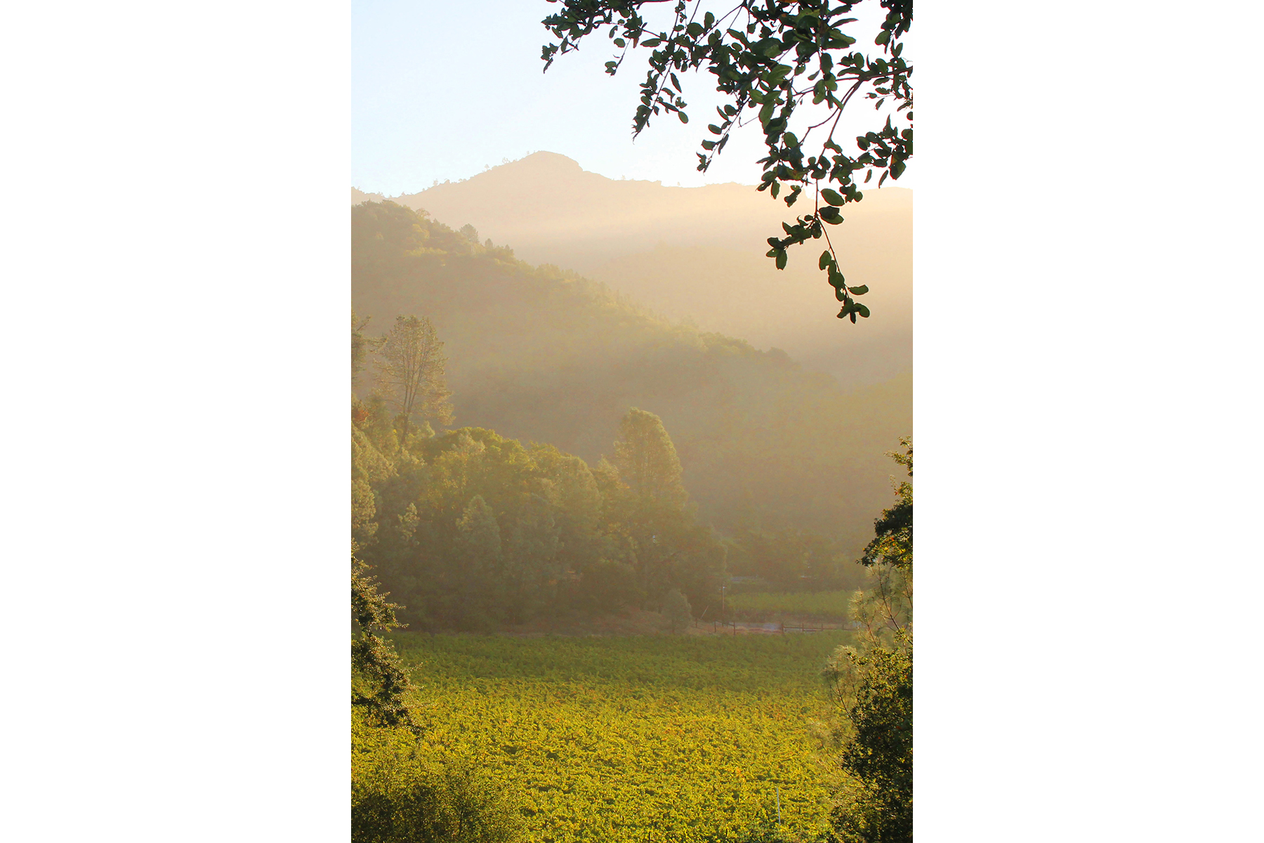 21 - Vineyard Above From Olive Grove_Cropped