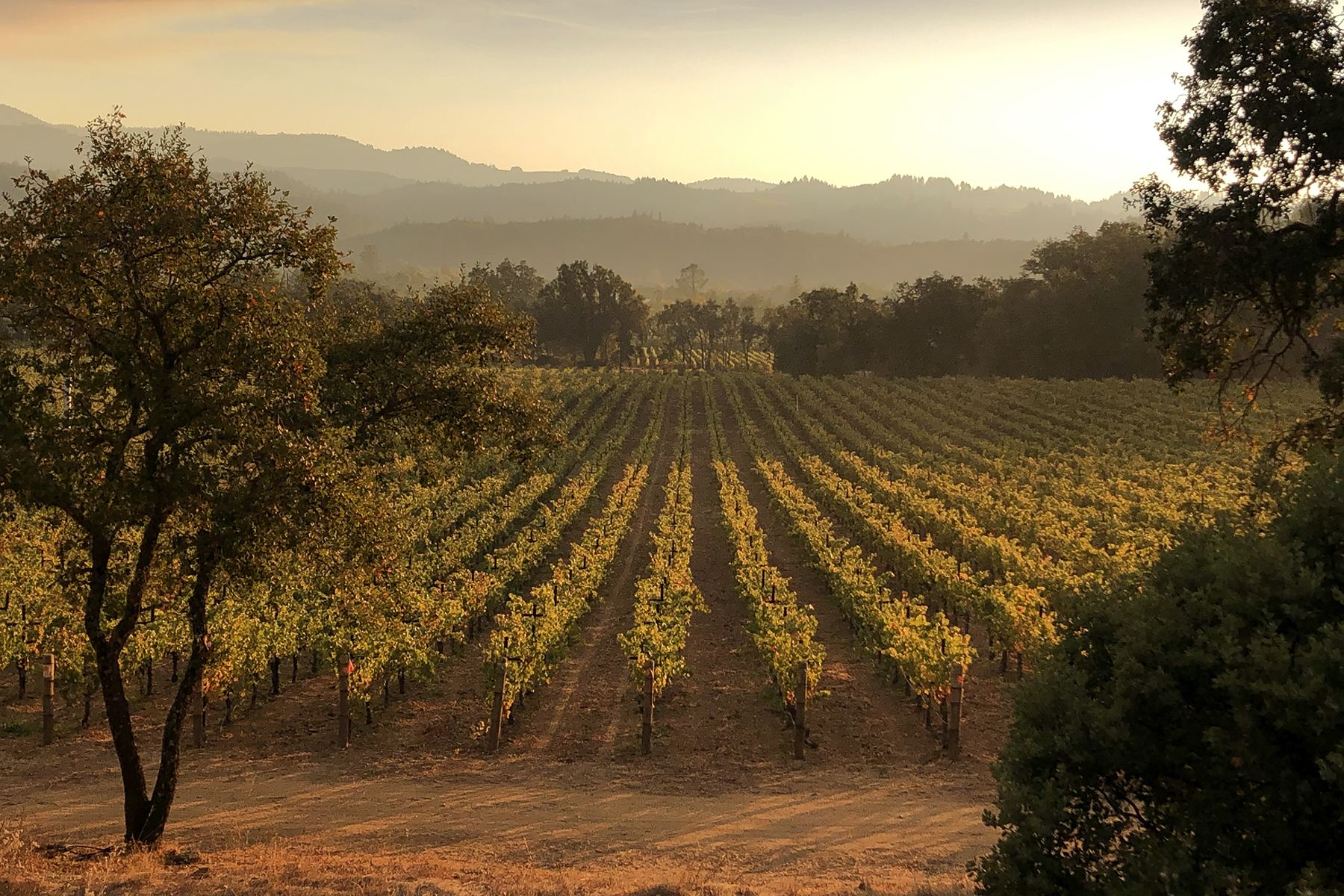 22 - Vineyard at sunset