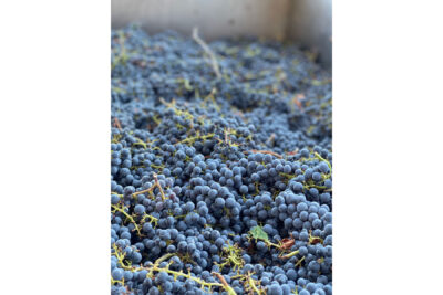 K04 - IMG_2895_Cropped