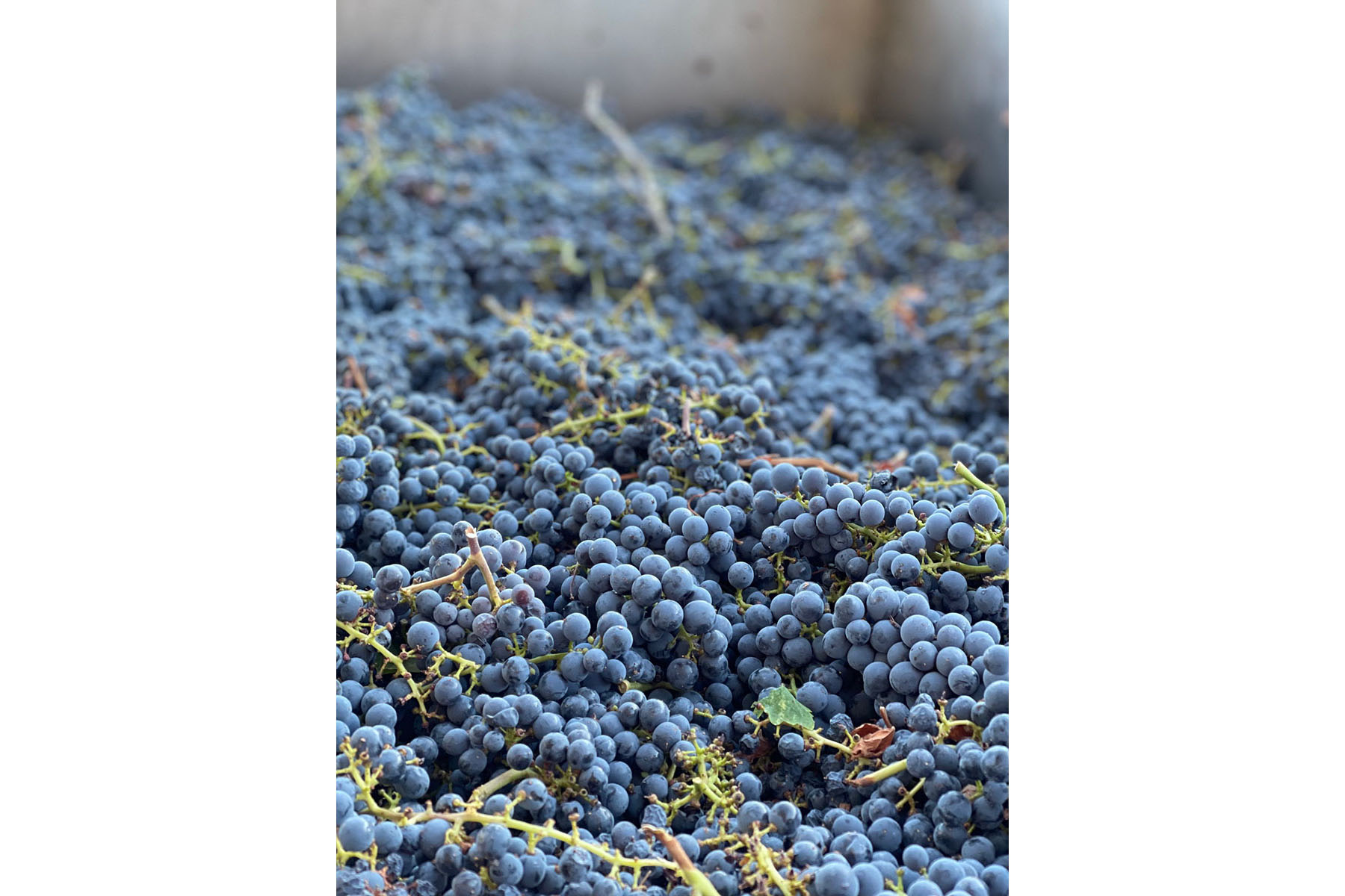 K04 - IMG_2895_Cropped