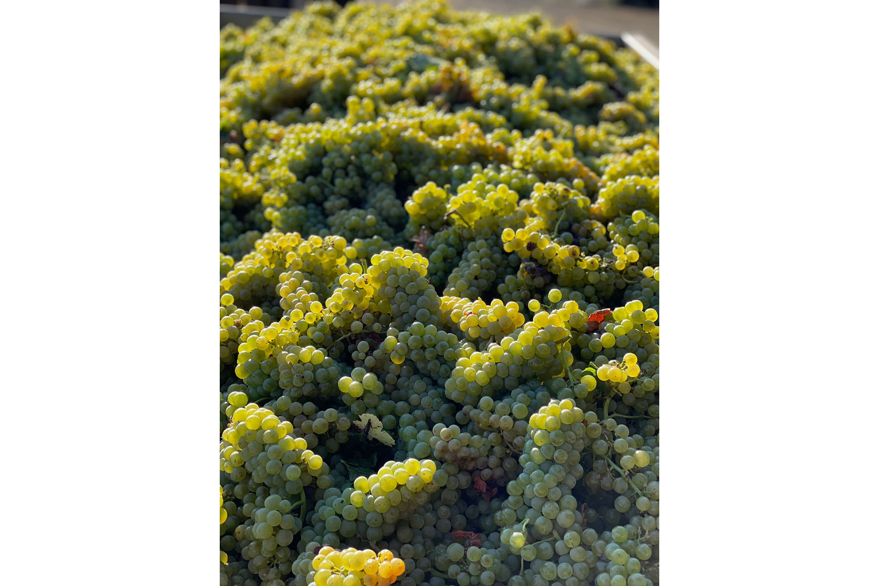 K09 - IMG_2796_Cropped