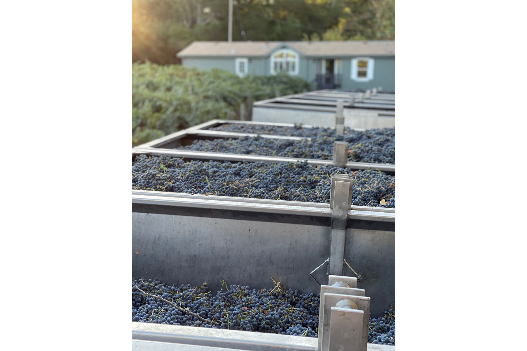 K11 - IMG_2894_Cropped