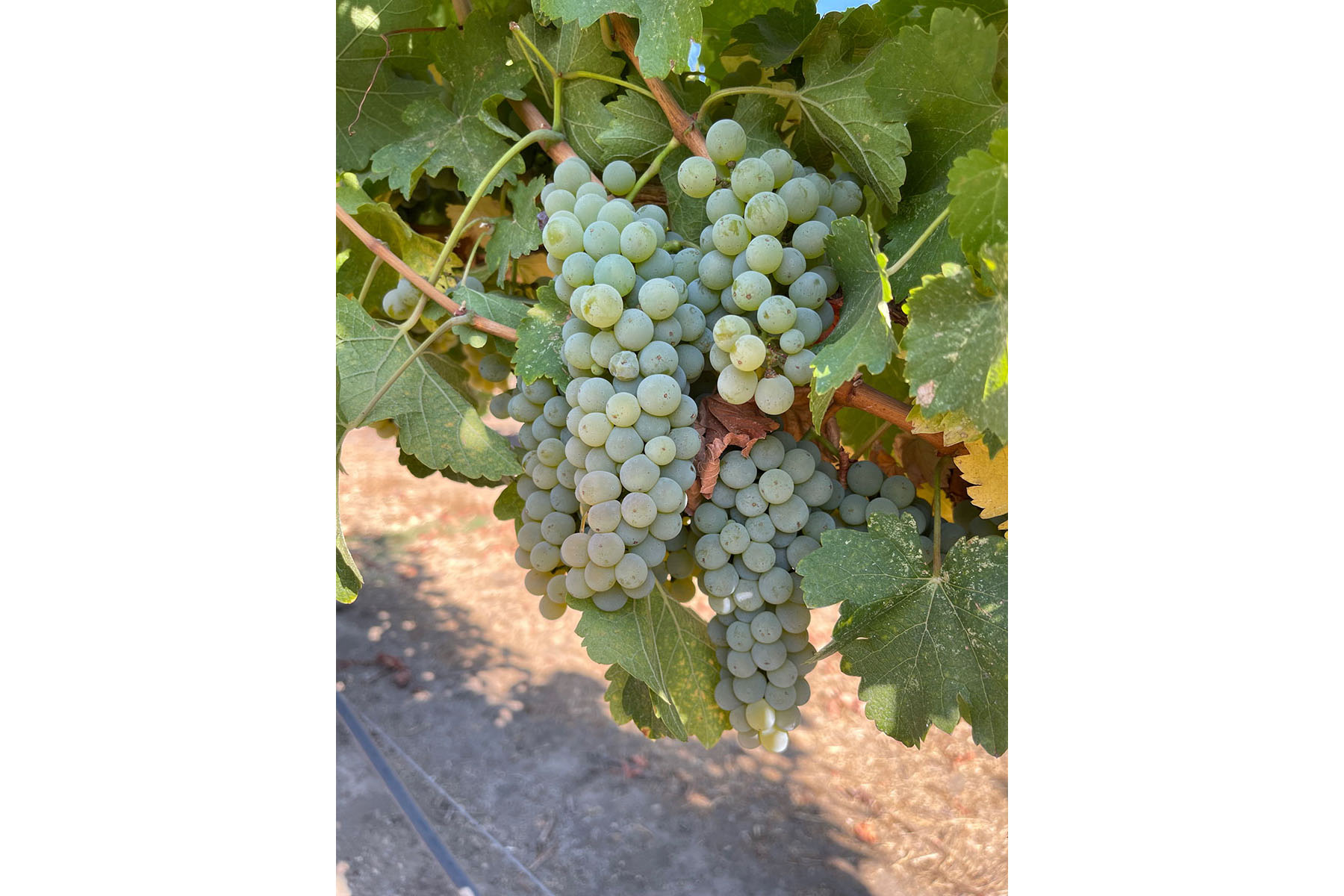 K13 - IMG_2724_Cropped